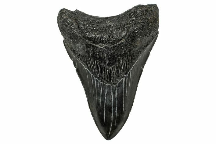 Serrated, Fossil Megalodon Tooth - South Carolina #333630